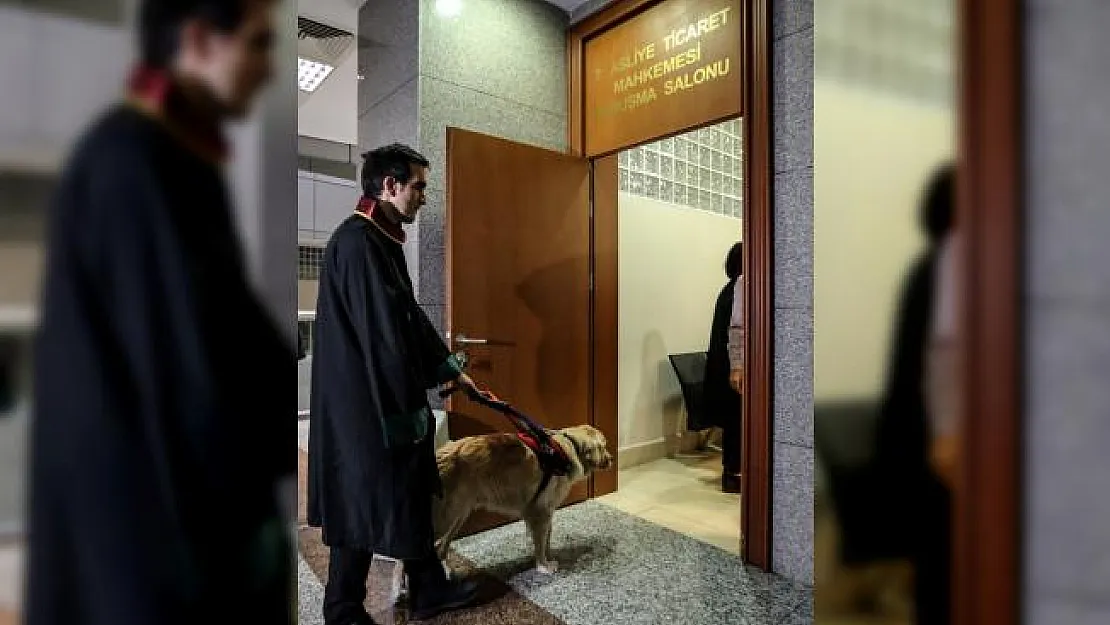 Rehber köpek 'Tabs'ten hukuk sistemine katkı