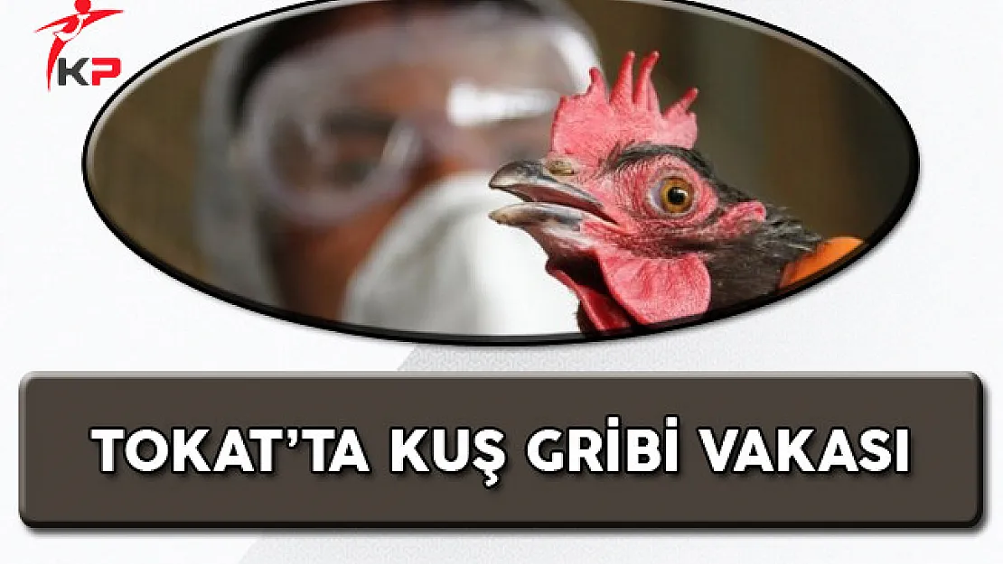 Reşadiye'de Kuş Gribi Vakası