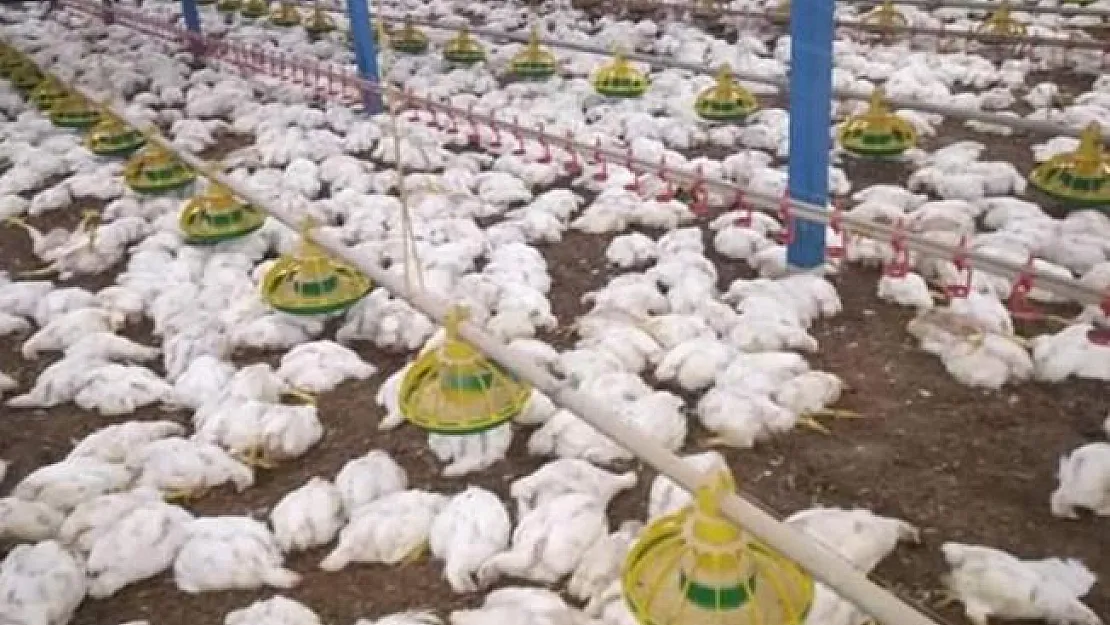Sakarya'da 700 bin tavuk telef oldu! Kuş gribi salgını olmasından endişe ediliyor!