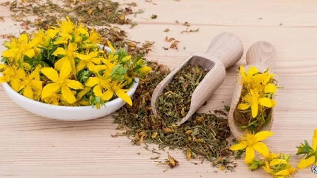 Sarı kantaron nedir? Sarı kantaron yağı içmek zararlı mı? Sarı kantaron yağı neye yarar?
