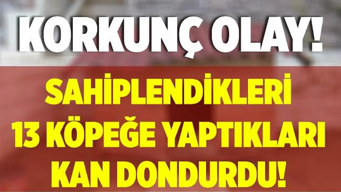 Sarıyer'de korkunç olay! Sahiplendikleri 13 köpeğe işkence yaparak öldürdüler!