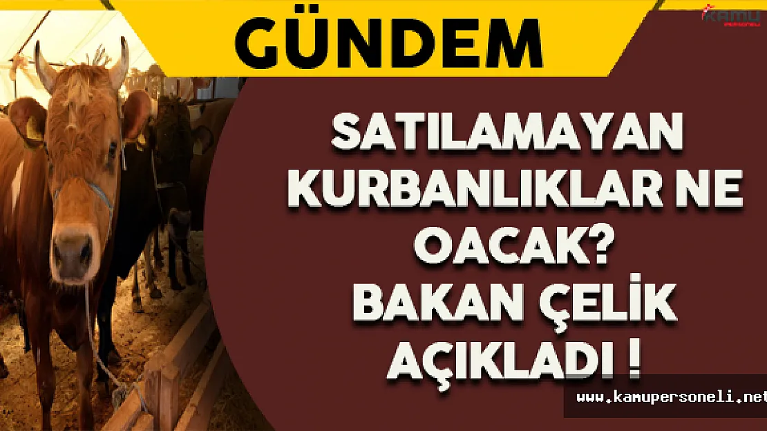Satılamayan Kurbanlıklar Ne Olacak ? Bakan Çelik Açıkladı !