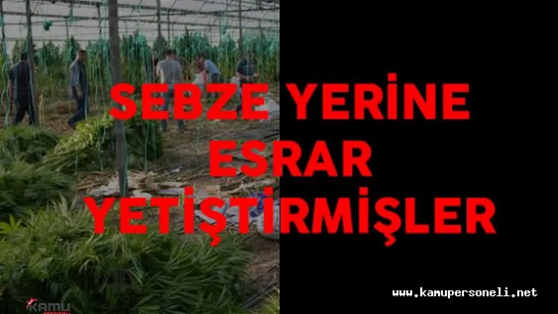 Serada Sebze Yerine Esrar Yetiştirmişler
