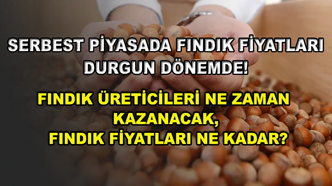 Serbest piyasada fındık fiyatları durgun dönemde! Fındık üreticileri ne zaman kazanacak, fındık fiyatları ne kadar?