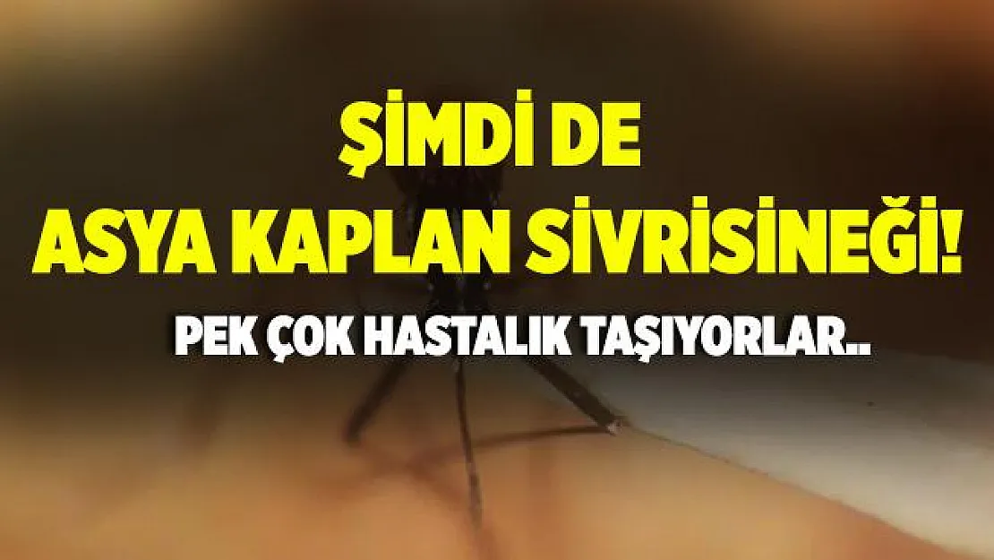 Şimdi de Asya kaplan sivrisineği tehdidi! Pek çok hastalığı taşıyor!