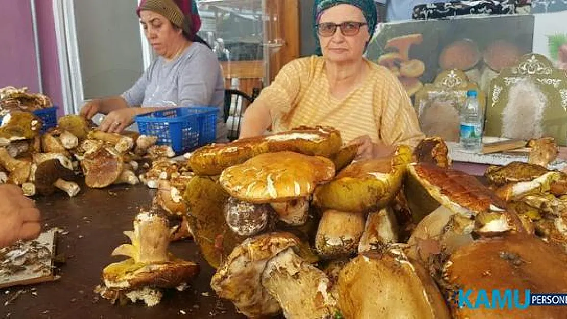 Sinop Erfelek'te çeşitli dağ mantarlarını toplayıp servet kazanıyorlar