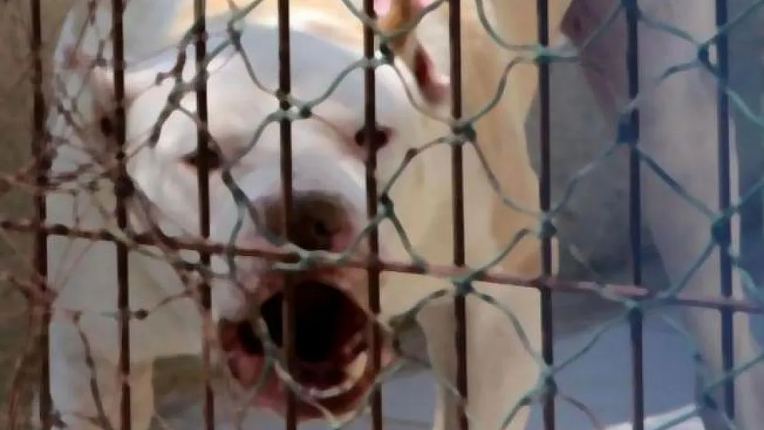 Sivas'ta Pitbull dehşeti! 1'i çocuk 2 kişi yaralandı
