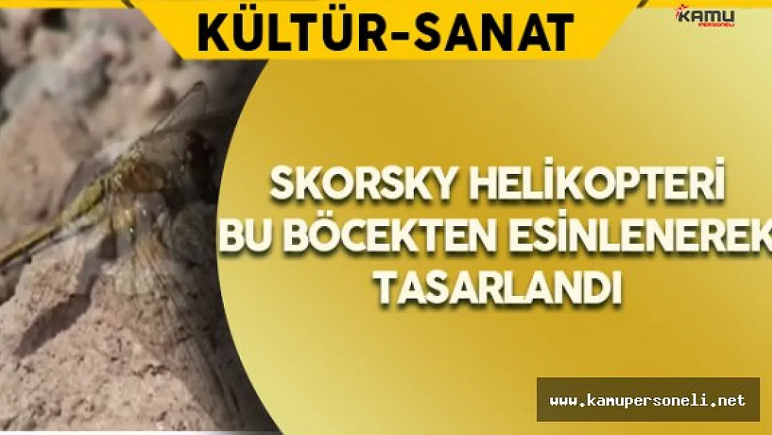 Skorsky Helikopteri Bu Böcekten Esinlenerek Tasarlandı