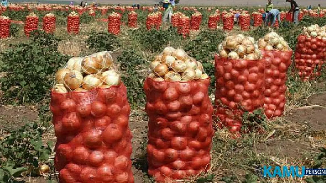 Soğan Fiyatları Markette 2.5 TL Tarlada 30 Kuruş