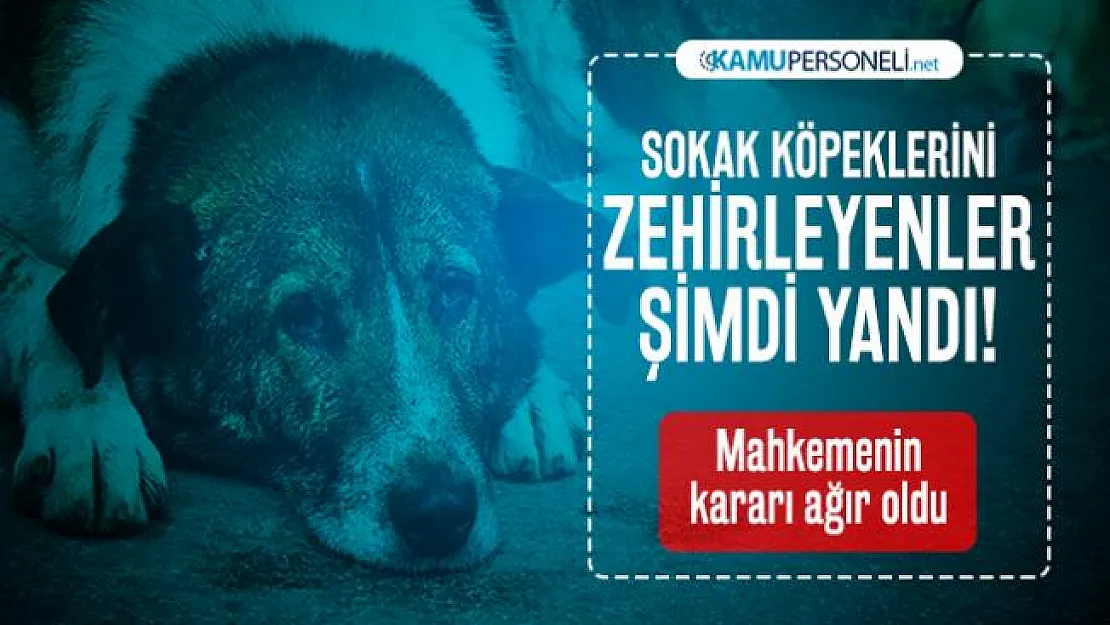 Sokak köpeklerini zehirleyenler şimdi yandı! Mahkemenin kararı ağır oldu