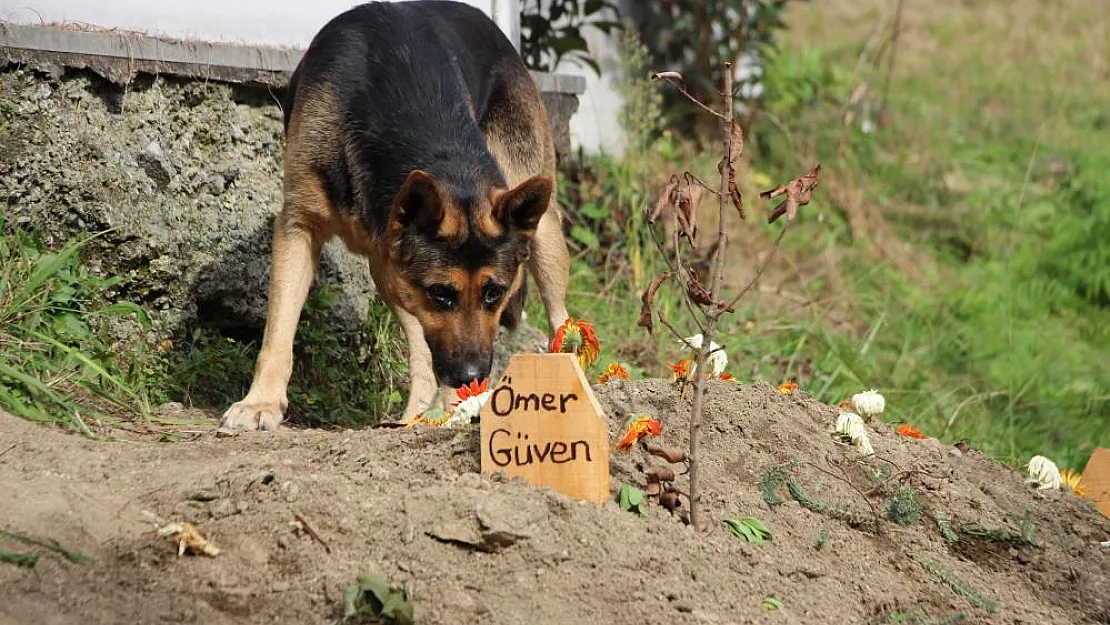 Sosyal Medya Bu Köpeği Konuşuyor: 6 Gündür Mezarın Başından Ayrılmıyor!