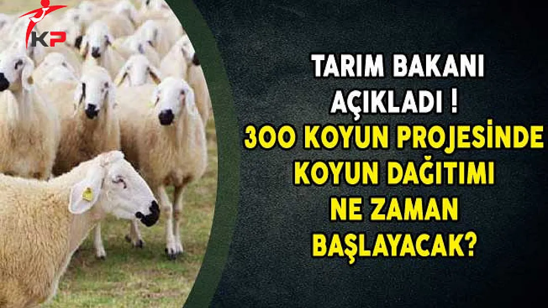 Tarım Bakanı Açıkladı! 300 Koyun Projesinde Koyun Dağıtımı Ne Zaman Başlayacak?