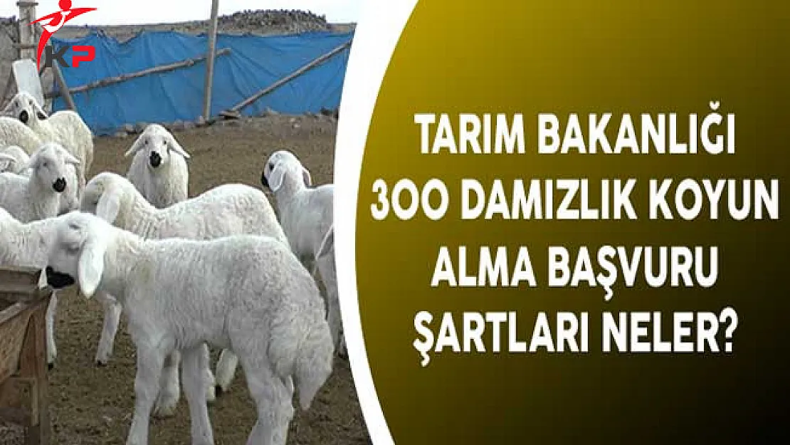 Tarım Bakanlığı 300 Damızlık Koyun Alma Başvuru Şartları Neler?