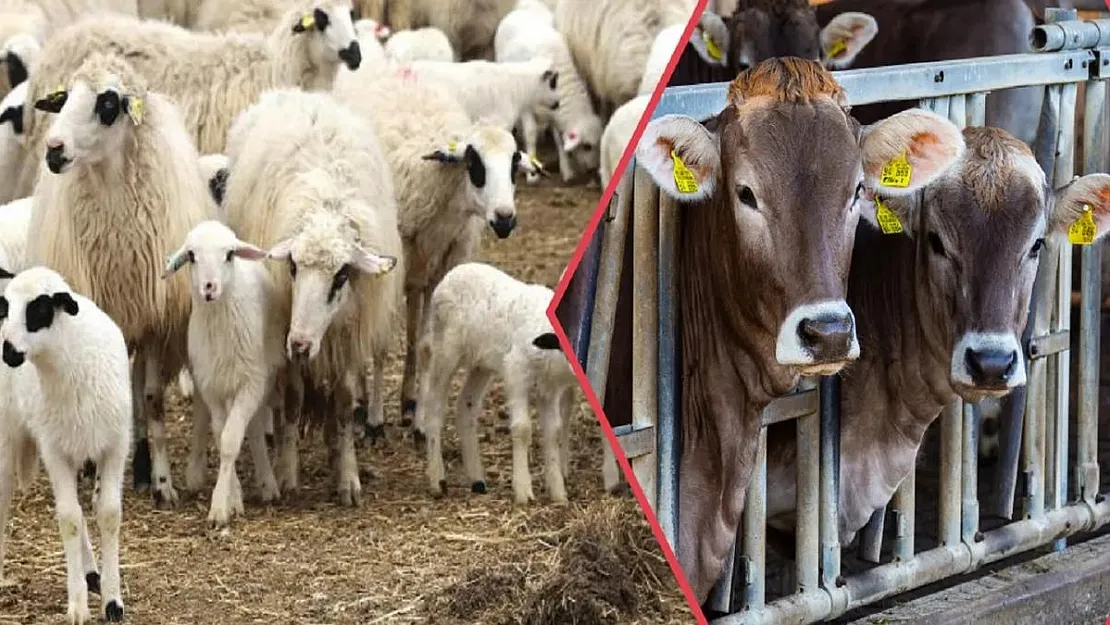 Tarım ve Orman Bakanı çiftçilere müjdeyi verdi! Depremde telef olan hayvanlar için çiftçiye nakdi destek sağlanacak! Büyükbaş, küçükbaş, kanatlı hayvanlar…