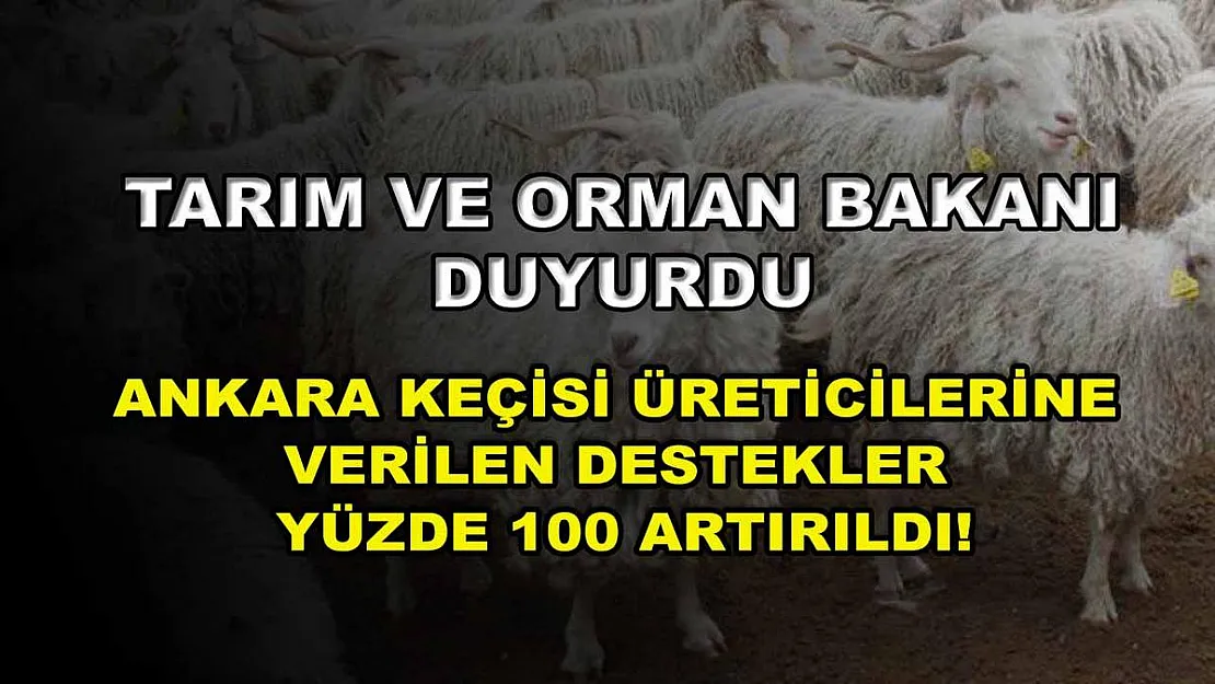 Tarım ve Orman Bakanı duyurdu: Ankara Keçisi üreticilerine verilen destekler yüzde 100 artırıldı!