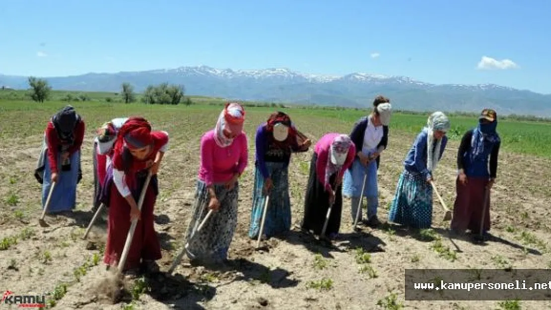 Tarlada Çapa İşçisi Olmak ( Günlük 45 TL'ye Çapa İşçiliği Yapıyorlar)