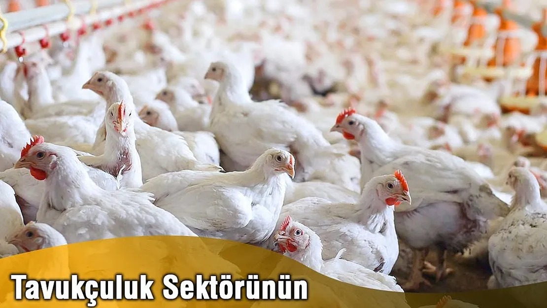 Tavukçuluk sektörünün ekonomi açıdan değeri