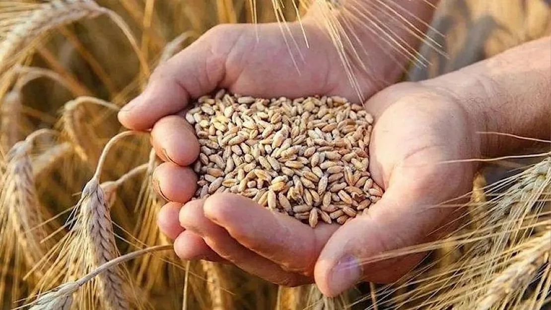 TMO Buğday ve Alım Prim Desteği İçin Tarih Uzatıldı! Tarım Faaliyetlerinde Bulunanlar Destek İçin Başvuruda Bulunabilecek!