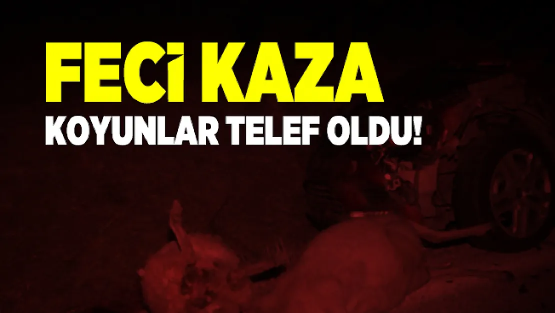 Tokat'ta feci bir kaza meydana geldi! Otomobil koyunları ezdi!