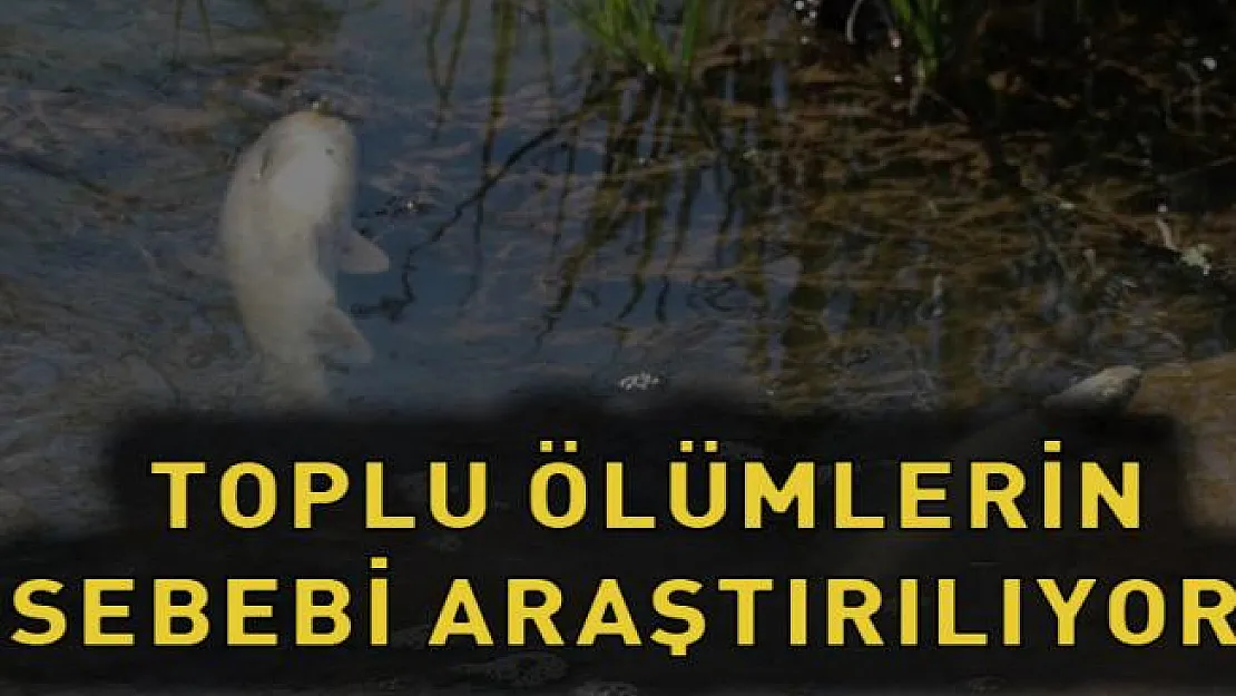 Toplu ölümler halkı korkuttu!