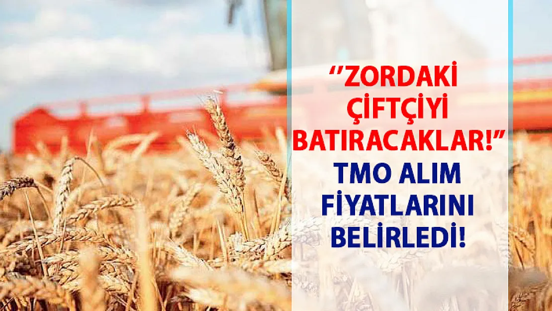 Toprak Mahsulleri Ofisi'nin (TMO) 2019 buğday ve arpa alım fiyatı!