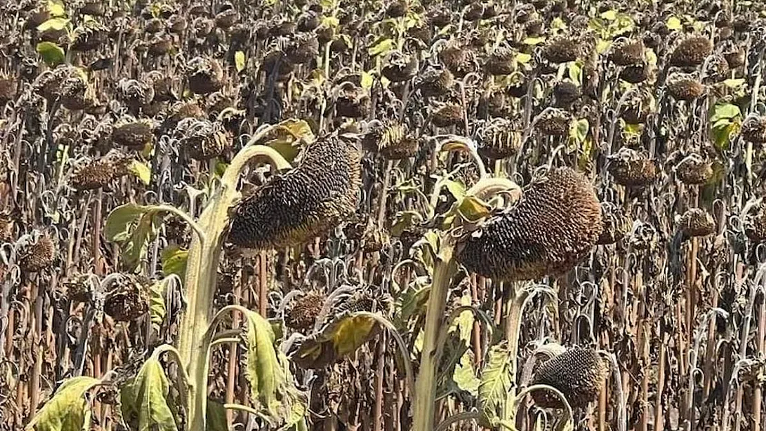 Trakya'da Tohum Krizi: Ayçiçekleri Baş Vermiyor, Fiyatlar Artıyor