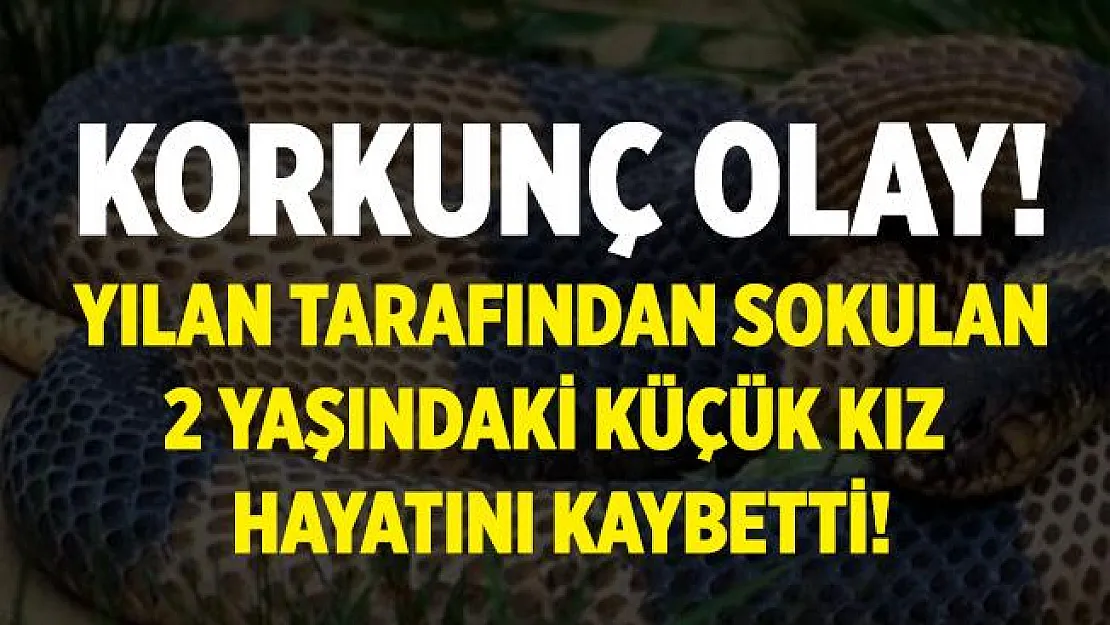 Tunceli'de kahreden olay! Yılanın saldırdığı çocuk hayatını kaybetti!