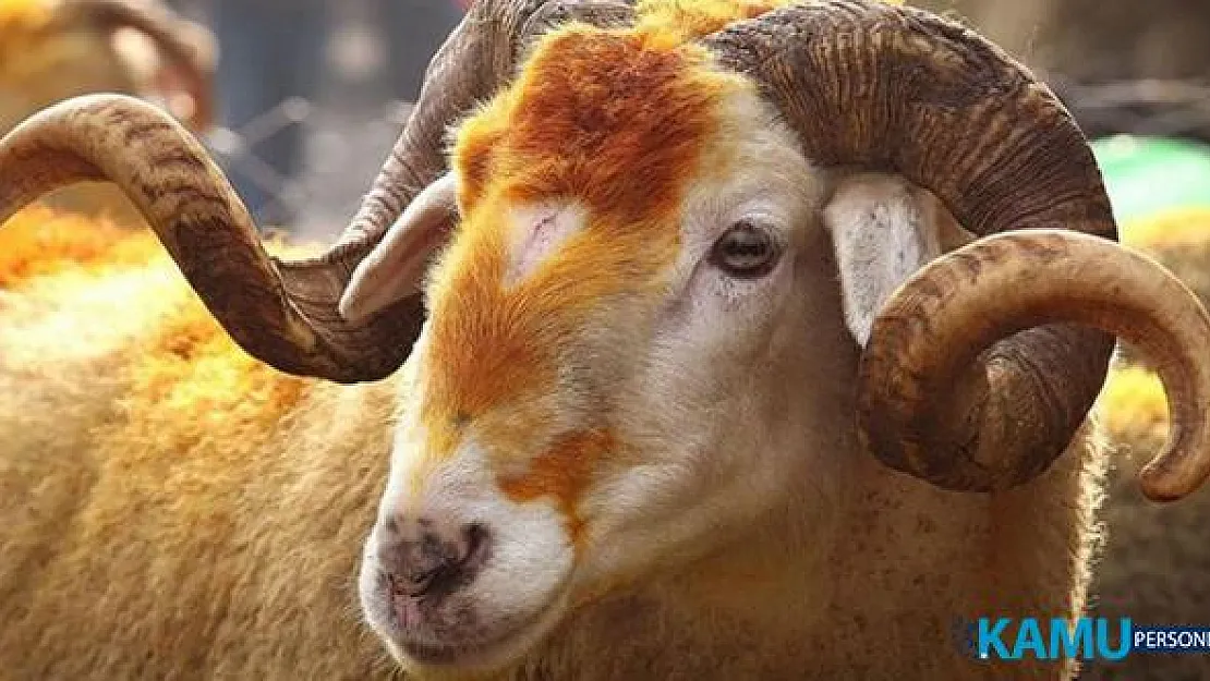 Türk Kızılayı Kurban Vekalet Bedelini Açıkladı