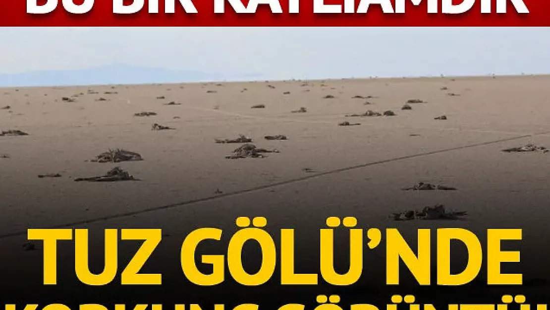 Tuz Gölü'nde yüzlerce flamingo yavrusu öldü! Valilikten açıklama geldi!