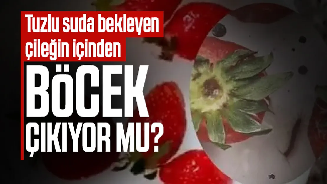 Tuzlu suda bekleyen çileğin içinden böcek çıkıyor mu?