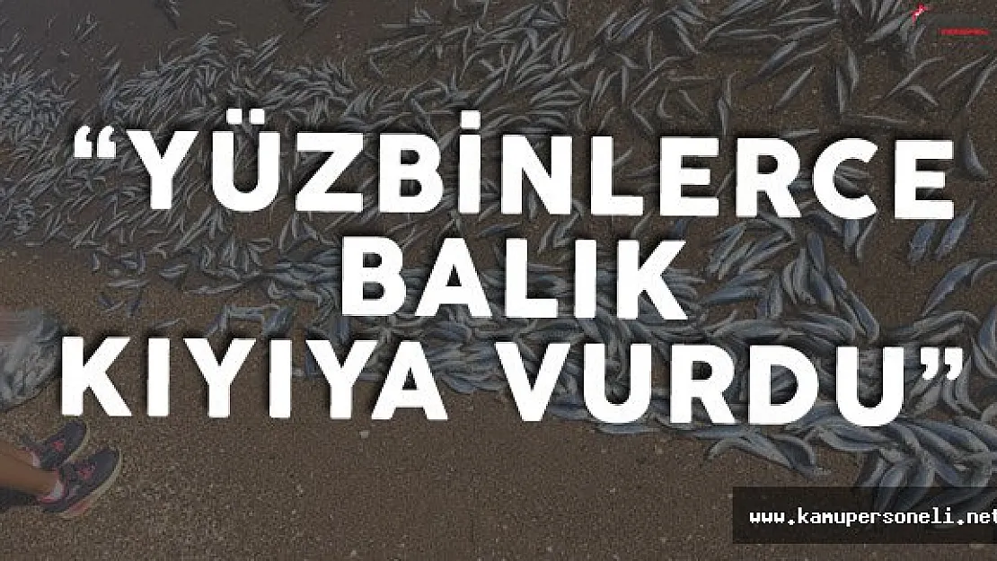 Vatandaşlar Şokta ! Yüzbinlerce Balık Kıyıya Vurdu