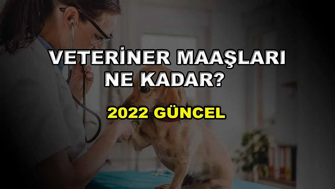 Veteriner Maaşları Ne Kadar? 2022 Güncel