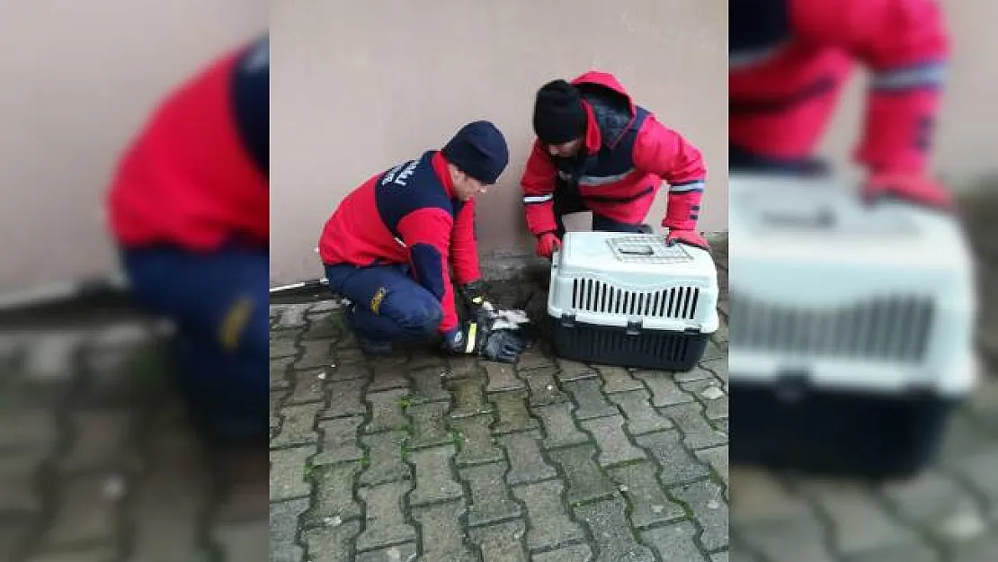 Yağmur suyu giderine sıkışan kedi kurtarıldı