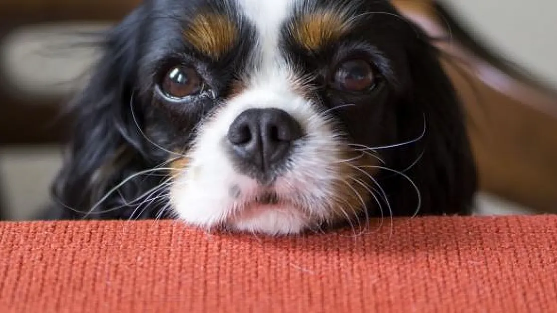 Yavru köpeğe işkence! Başına bidon geçirilen köpek saatlerce kurtarılmayı bekledi