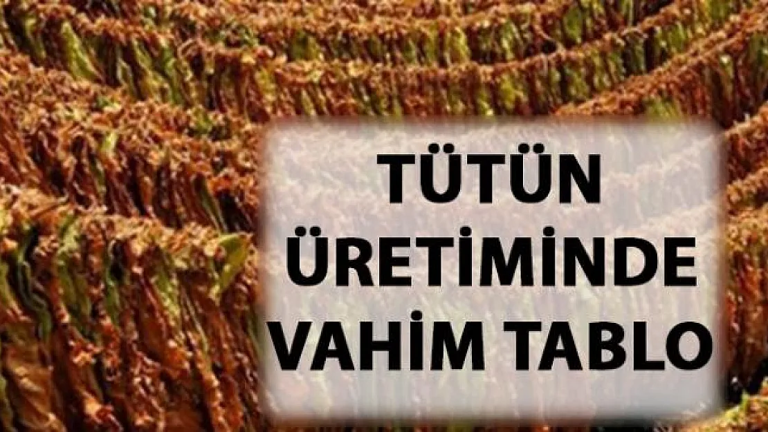 Yerli tütün kullanım oranı yüzde 42'den 12'ye düştü