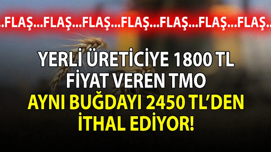Yerli üreticiye 1800 TL fiyat veren TMO aynı buğdayı 2450 TL'den ithal ediyor!