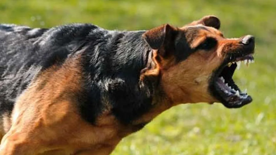 Yine bir köpek faciası daha! 8 yaşındaki çocuğa 4 tane köpek saldırdı: Çocuk yoğun bakıma kaldırıldı