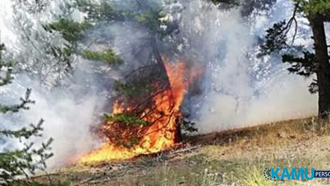 Yozgat'ta da Orman Yangını Çıktı