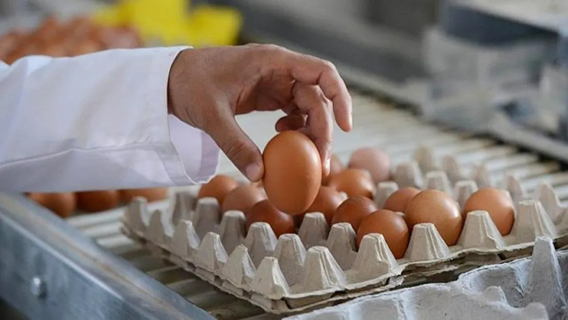 Yumurta El Yakmaya Devam Ediyor! Rekor Zam Geldi! Kolisi 50 Liraya Dayandı