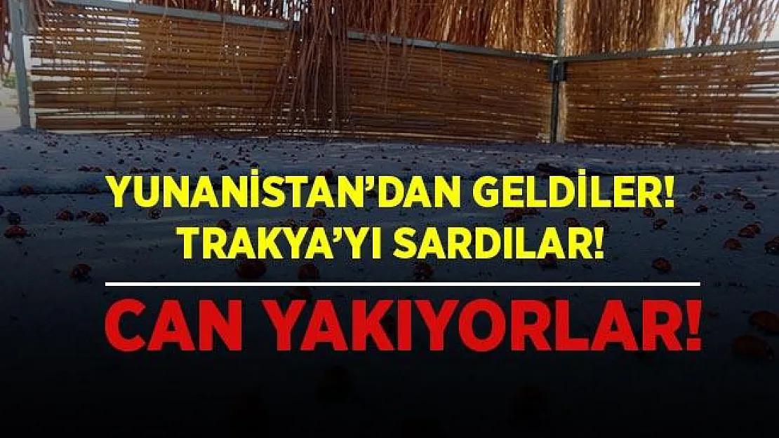 Yunanistan'dan gelerek Trakya'yı sardılar! Pik değerlere ulaştılar!