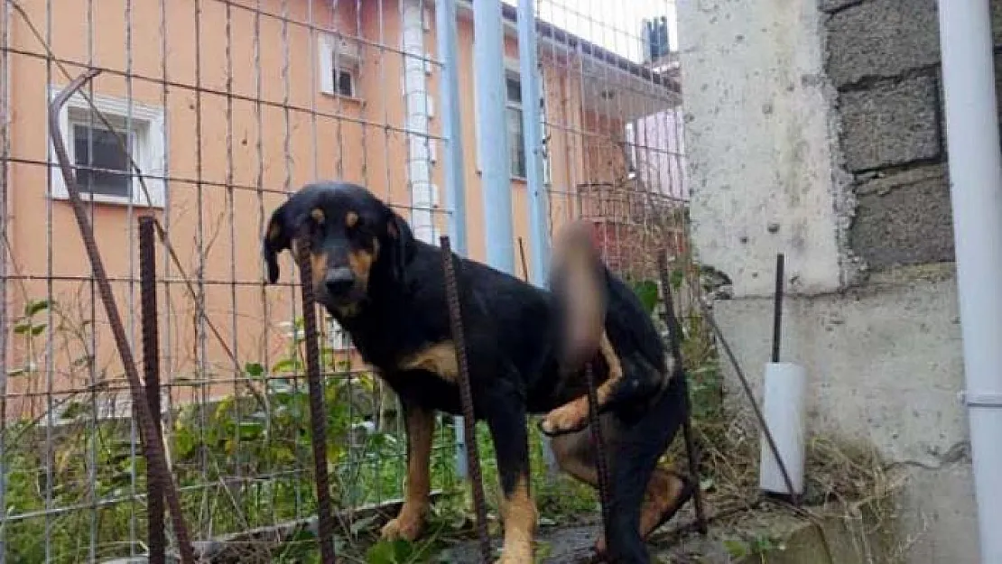 Zonguldak Alaplı'da Köpeğin bu halini görenler yardıma koştu ama...