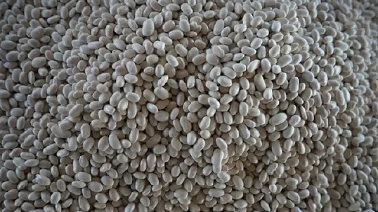 İzmir'in Dağlarında Yetişiyor, Sessiz Sedasız Tescillendi! Çavuşdağı Kuru Fasulyesi Sofralara Dönüyor