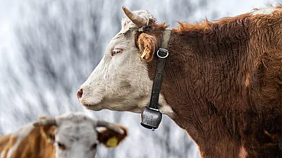 Kurban İbadetine Farklı Yaklaşım Vuslat Derneği'nden Yeni Mesaj