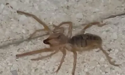 Havalar Isındı, Tehlike Ortaya Çıktı! Etle Beslenen Zehirli Sarıkız Örümceği Korkutuyor