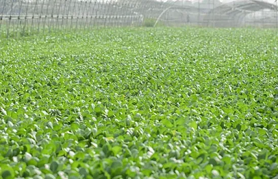 Bilim Dünyası Seçti! İşte Dünyanın En Sağlıklı Sebzesi ve Mucizevi Etkileri