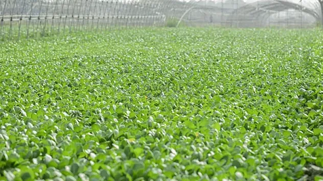 Bilim Dünyası Seçti! İşte Dünyanın En Sağlıklı Sebzesi ve Mucizevi Etkileri