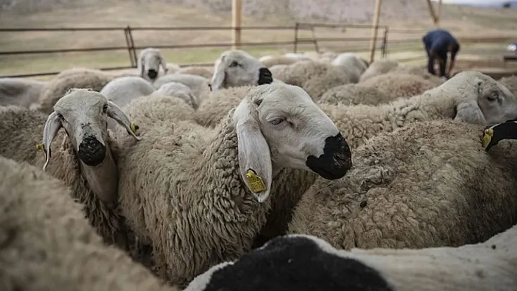 Tarım ve Orman Bakanlığı'ndan Kurban Bayramı önlemleri