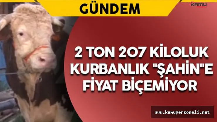 2 Ton 207 Kiloluk Kurbanlık Görenleri Şaşırtıyor