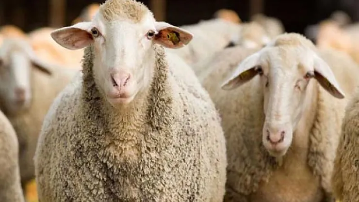 2019 Kurban Bayramı Ne Zaman? DİB Açıkladı