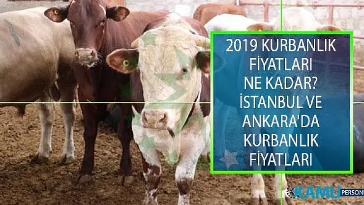 2019 Kurbanlık Fiyatları Ne Kadar? İstanbul Ve Ankara'da Kurbanlık Fiyatları Ne Kadar?
